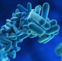 Legionella bacteria control risk